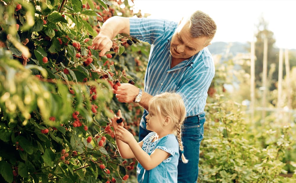 What Should We Know About Picking Raspberry with Kids